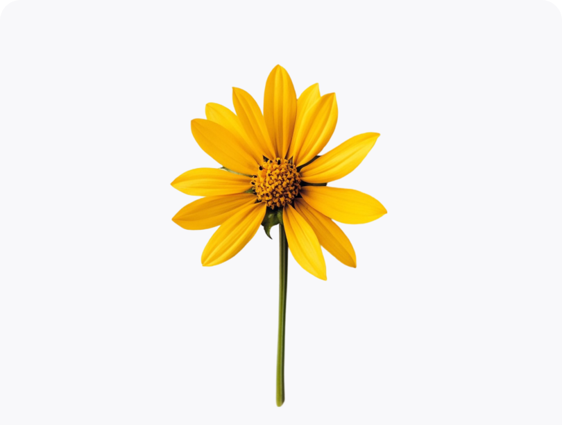 Arnica