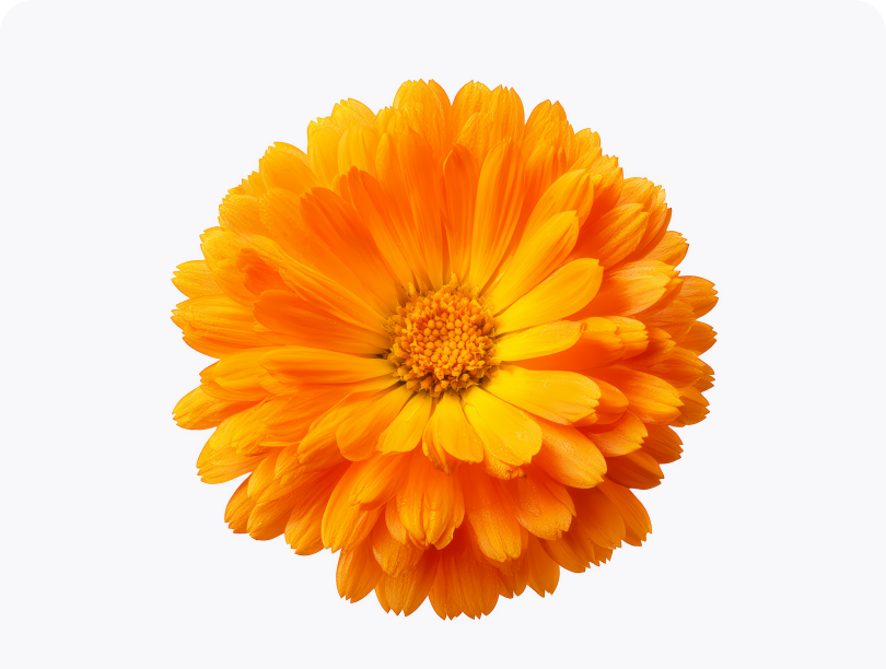Calendula