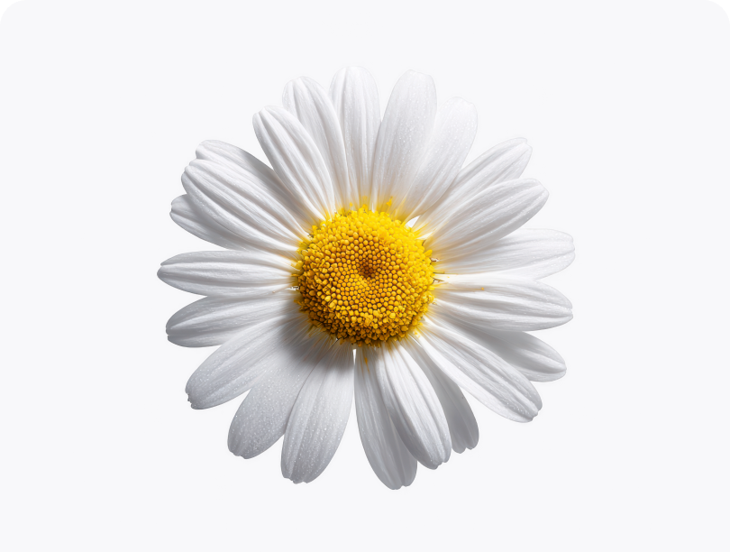 Chamomile