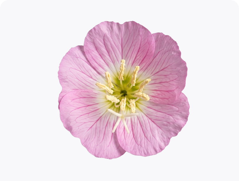 Evening Primrose