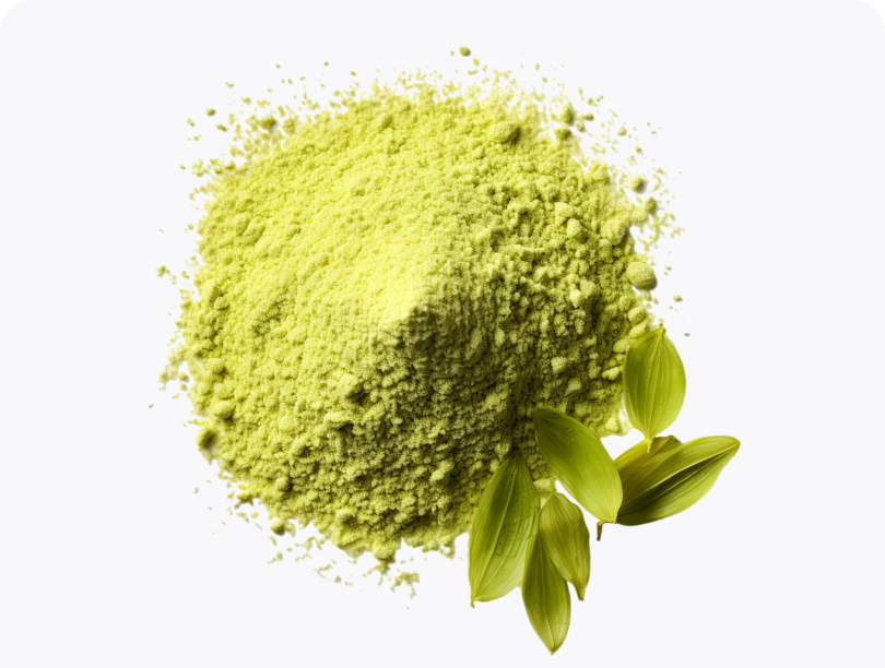 Green Tea Extract