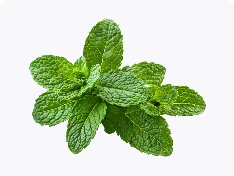 Lemon Balm