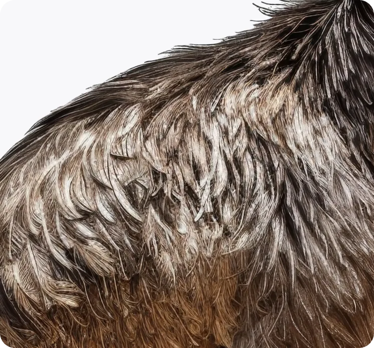 Close-up of an emu's layered brown feathers