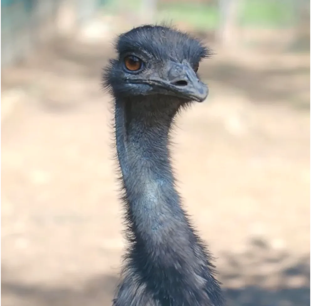 Emu looking at the camera in an open outdoor pen