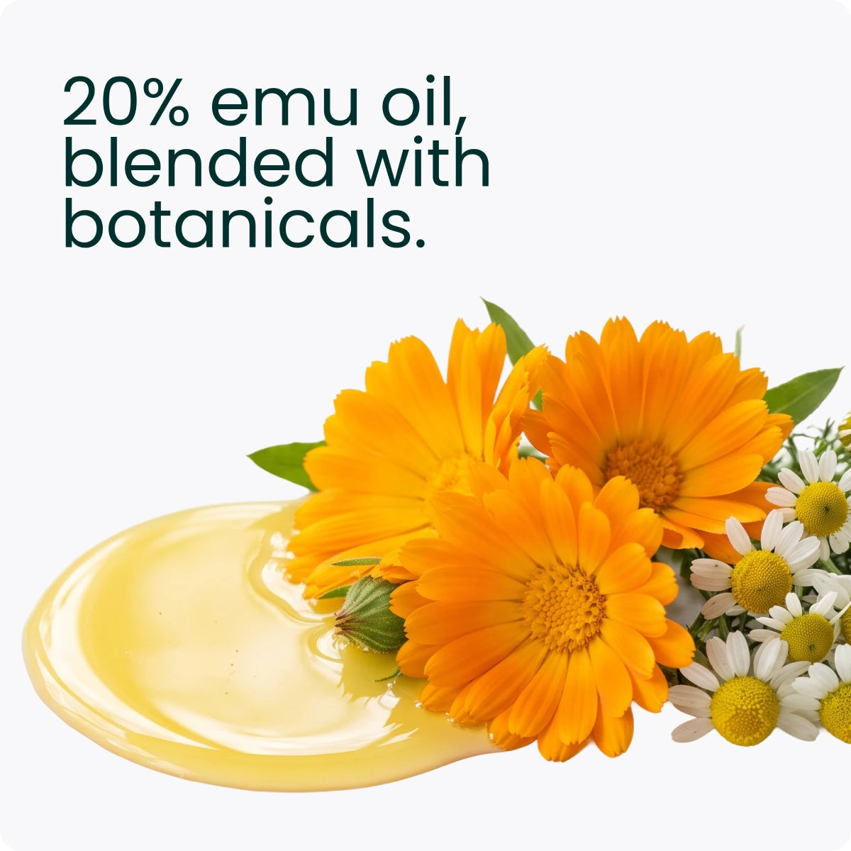Calendula flowers on golden oil, captioned "20% emu oil, blended with botanicals."