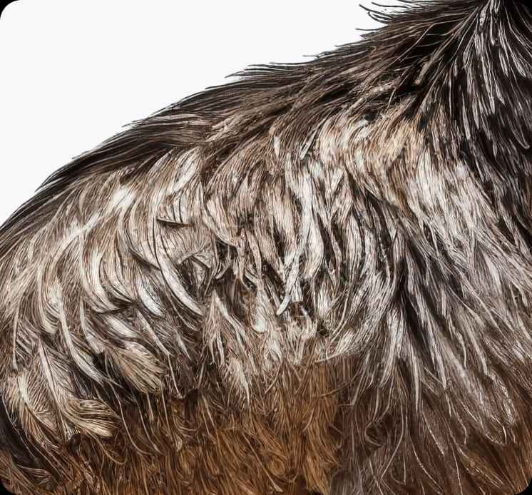 Close-up of an emu's brown and grey plumage